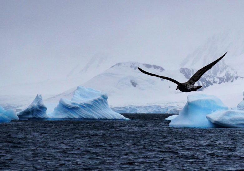 flying_stephanie_burck