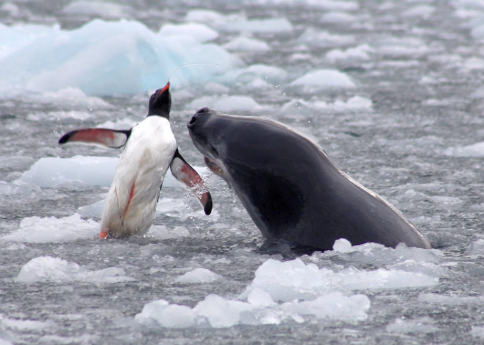 killer_seal
