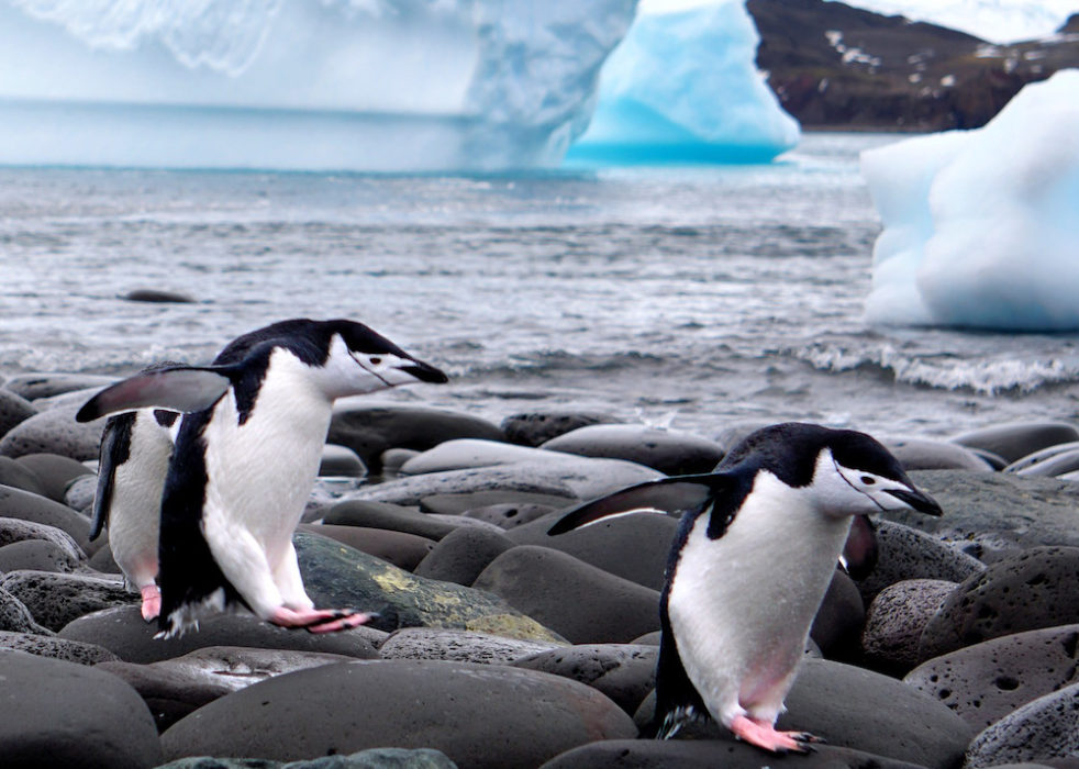 penguins_glamorous_or_not