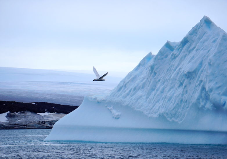 sea_gull